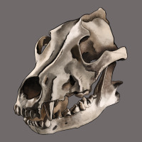 Wolf Skull Urban Hoodie | Teevron