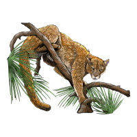 florida panther | Teevron