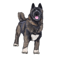 American akita | Teevron