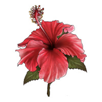 Puerto Rican Hibiscus Flower Illustrations | Teevron