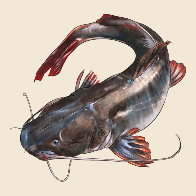 Catfish Illustrations Premium Tee by LillyAllenDesigns | Teevron