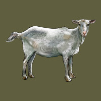 Saanen Goat Vintage Tee | Teevron
