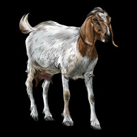 Boer Goat Urban Heavy Tee | Teevron