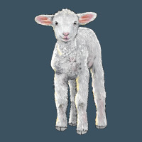 Merino Wool Baby Sheep Urban Heavy Tee | Teevron
