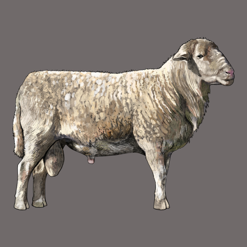 Katahdin Sheep Urban Heavy Tee by LillyAllenDesigns | Teevron