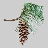 White Pine Cone Premium Tee | Teevron