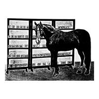 beautiful jim key  performing horse | Teevron