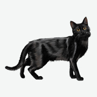 Bombay Cat Urban Heavy Tee | Teevron