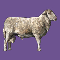 Katahdin Sheep Vintage Tee | Teevron
