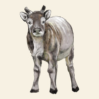 Reindeer Fawn Deer Vintage Tee | Teevron