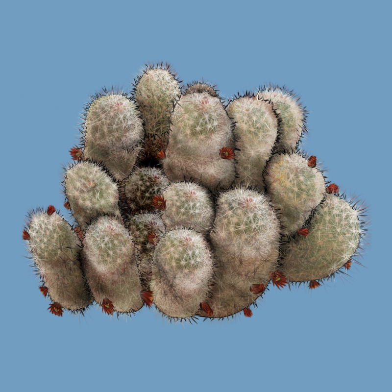 Brown Flowered Cactus Urban Heavy Tee by LillyAllenDesigns | Teevron