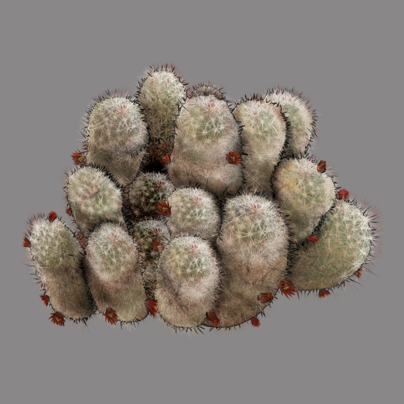 Brown Flowered Cactus Vintage Tee by LillyAllenDesigns | Teevron