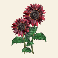 2 Chocolate Sunflower Vintage Tee | Teevron