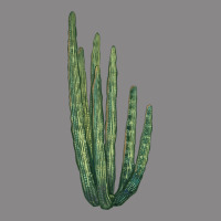 Organ Pipe Cactus Vintage Tee | Teevron