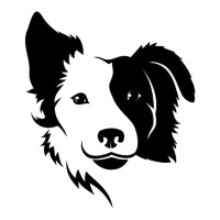 dog, collie, dogs, collies, border collies, puppy, sheepdog | Teevron
