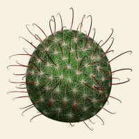Arizona Fishhook Cactus Vintage Tee | Teevron