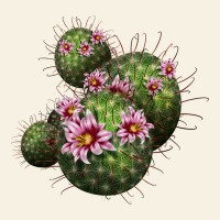 Arizona Fishhook Cacti Vintage Tee | Teevron