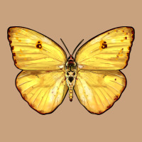 Cloudless Sulphur Butterfly Vintage Tee | Teevron