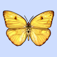 Cloudless Sulphur Butterfly Urban Heavy Tee | Teevron
