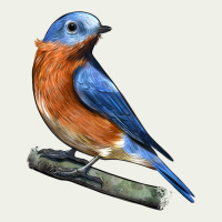 Eastern Bluebird Urban Heavy Tee | Teevron