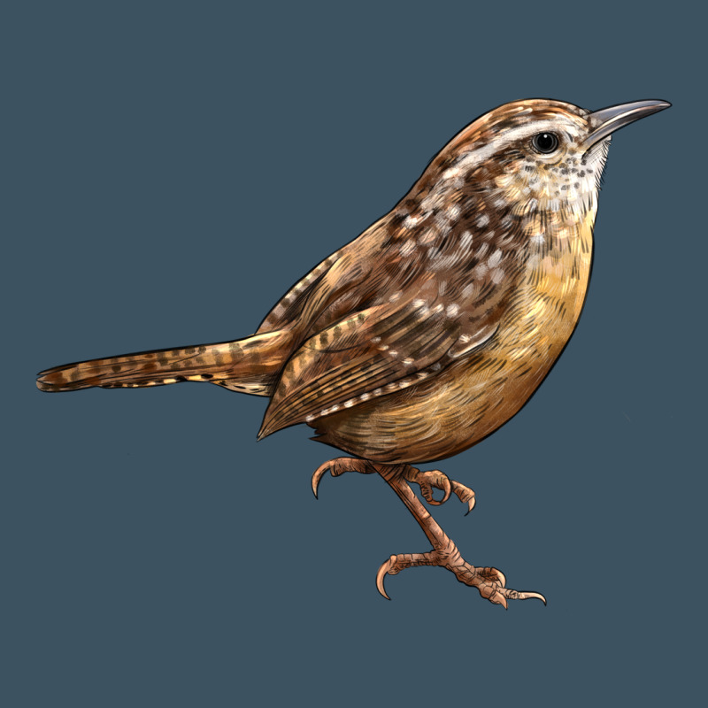 Ccarolina Wren Urban Heavy Tee by LillyAllenDesigns | Teevron