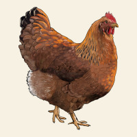 New Hampshire Red Chicken Vintage Tee | Teevron