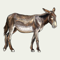 American Mammoth Jackstock Donkey Urban Heavy Tee | Teevron