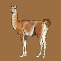 Guanaco Llama Vintage Tee | Teevron