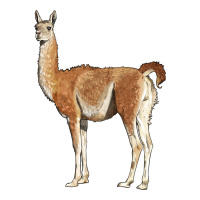 guanaco llama | Teevron