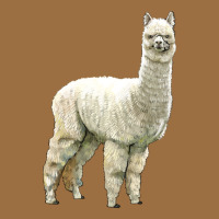 Alpaca Vintage Tee | Teevron