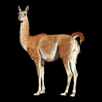 Guanaco Llama Urban Heavy Tee | Teevron