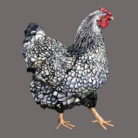 Wyandotte Chicken Urban Heavy Tee | Teevron