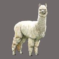 Alpaca Urban Heavy Tee | Teevron