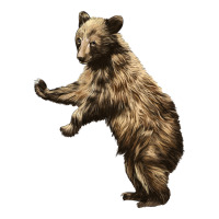 Brown Bear Cub | Teevron
