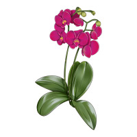 Moth Orchid | Teevron