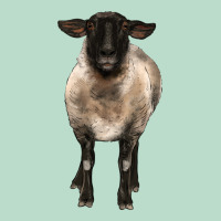 Suffolk Ewe Front Premium Hoodie | Teevron