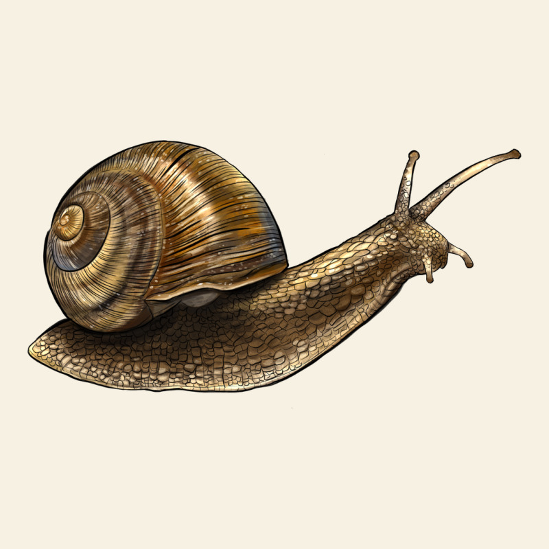 Snail Vintage Tee by LillyAllenDesigns | Teevron