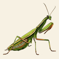 Mantis Vintage Tee | Teevron