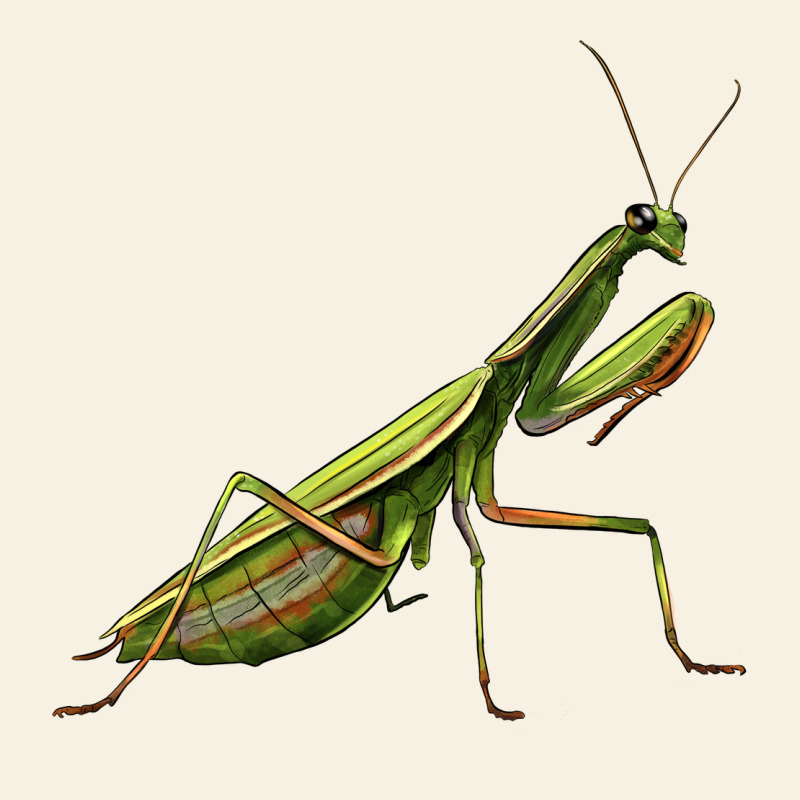 Mantis Vintage Tee by LillyAllenDesigns | Teevron