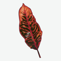 Croton Leaf Urban Heavy Tee | Teevron
