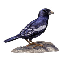 Lark Bunting Colorado State Bird | Teevron