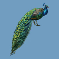 Peacock Urban Heavy Tee | Teevron