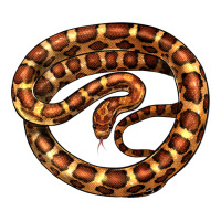 Corn Snake Illustrations | Teevron