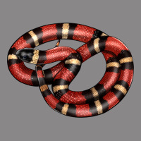 Milk Snake Vintage Tee | Teevron