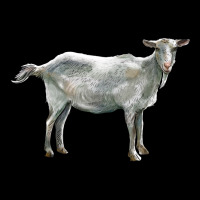 Saanen Goat Ladies Tee | Teevron