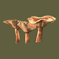 Lactarius Rufus Mushroom Vintage Tee | Teevron