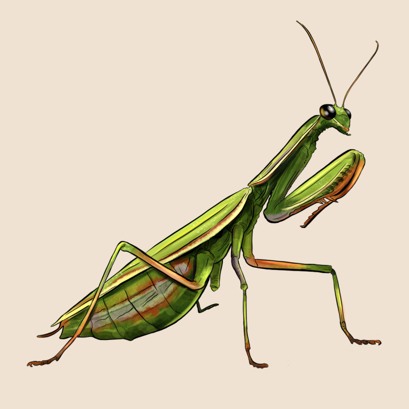 Mantis Urban Heavy Tee by LillyAllenDesigns | Teevron