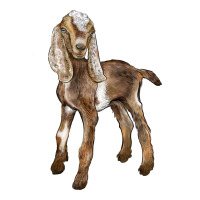Baby Nubian Goat | Teevron