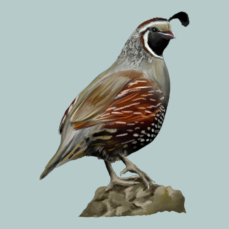 California Quail Bird Heavy Core Tee by RanaPortraitStore | Teevron