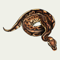Royal Ball Python Illustrations Urban Heavy Tee | Teevron